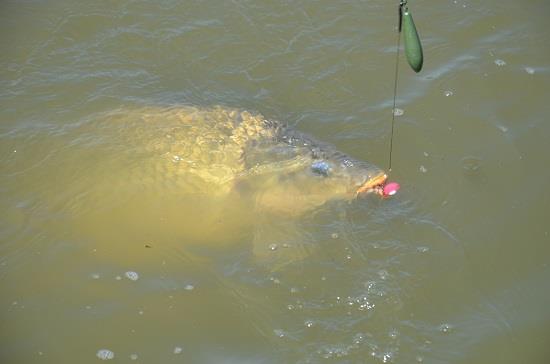 De vara! Un altfel de prindere a momelii.